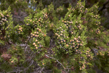 Obraz premium Juniperus phoenicea