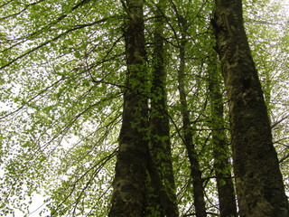 Obraz premium tree in the forest