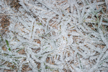 texture of dried grass covered with frost