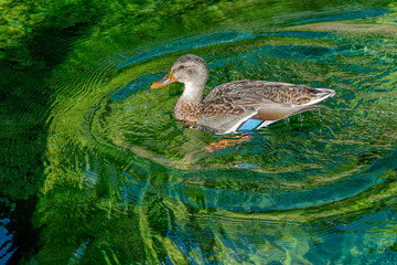 Curious female mallard duck bathing in clear water.