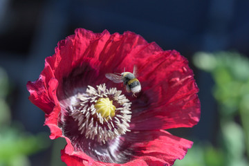 buff-tailed  or white-tailedbumblebee | Dunkle oder Helle Erdhummel