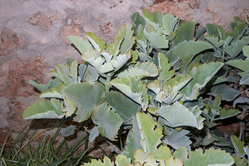 Kalanchoe beharensis