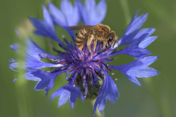 great banded furrow-bee | Gelbbindige Furchenbiene