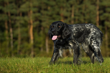 Great munsterlander dog in a autumn meadow