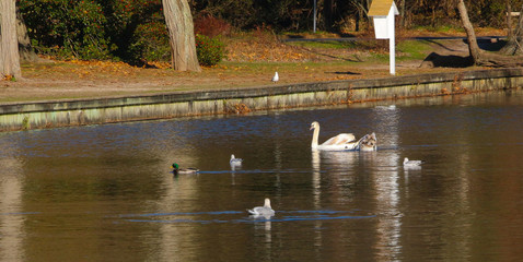 ducks and swan on water