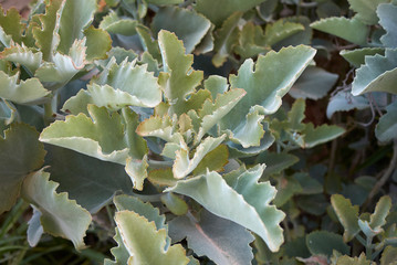 Kalanchoe beharensis