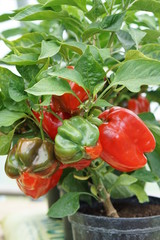 Sweet pepper Yolo Wonder 