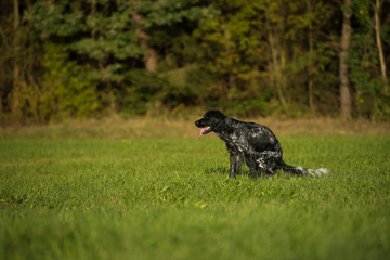 Dog poops in the meadow