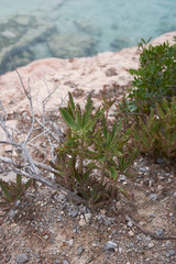 Kalanchoe х houghtonii