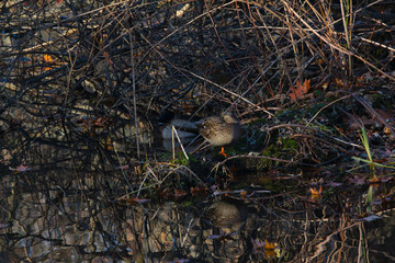 duck in water