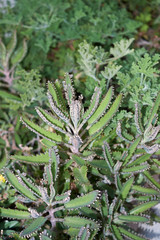 Fototapeta premium Kalanchoe х houghtonii