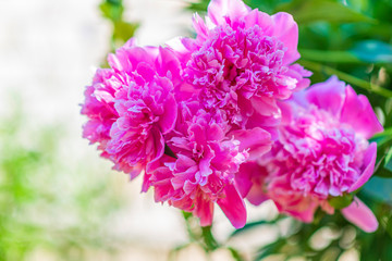 Peony in the summer garden. Photographed close-up.