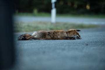 Dead fox in the twilight on the street