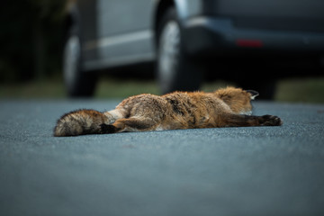 Dead fox in the twilight on the street