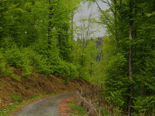 road in the forest