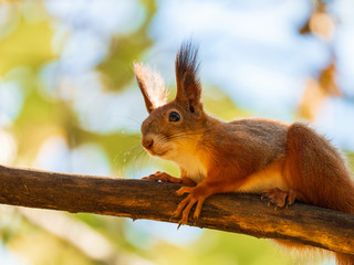 Naklejka na ściany i meble Wild red squirrel sitting on tree branch at sunny day