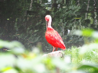 Ibis rouge
