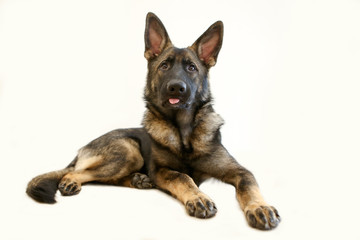 Herder pup steekt tong uit