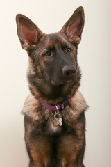 Portret Duitse herderpup