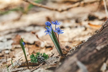 Violet tender snowdrops in the spring forest on a sunrise. Beautiful spring background with copy space. Processing photo with soft focus
