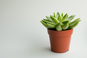 Green succulent plant in orange pot at pastel white background.