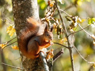 Wild red squirrel sitting on tree branch at sunny day © torriphoto