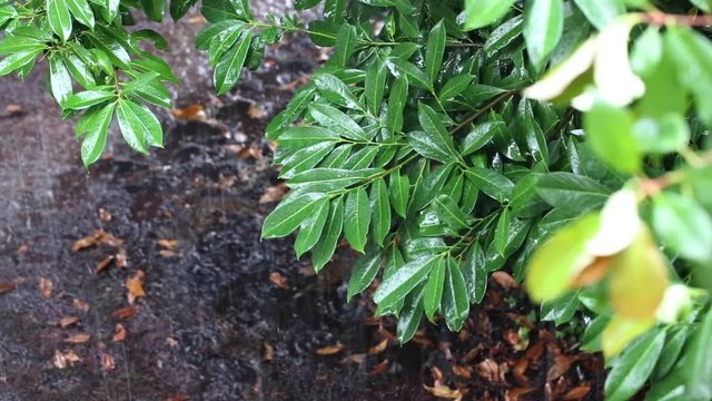 Raining on cherry laurel