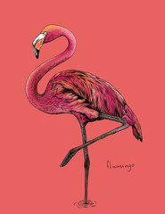 The flamingo bird on pink background,hand draw - obrazy, fototapety, plakaty