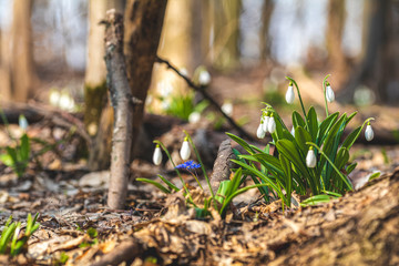 White blooming snowdrop folded or Galanthus plicatus with water drops in the forest background. Sunny spring day, dolly shot, close up, shallow depths of the field
