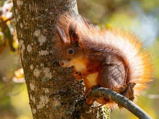 Obraz premium Wild red squirrel sitting on tree branch at sunny day