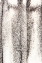 Texture of natural black and white fur with beautiful folds in waves