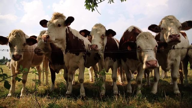 Brittany cows standing in a row, France