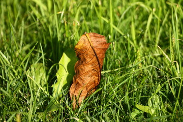 One dry leaf in grass