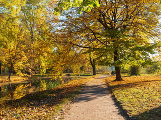 Fototapeta premium Sunny autumn day in forest park