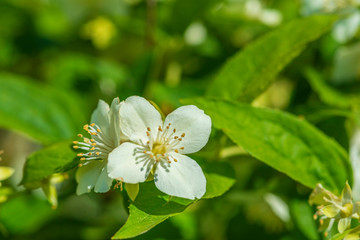 Jasmine bush in the summer garden. Photographed close-up.