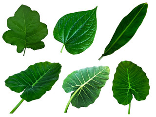 A collection of many leaves, including eggplant leaves, betel or Wildbetal Leafbush leaves, banana leaves and  Elephant ear leaf, isolated on white background