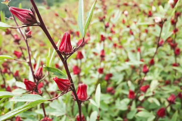 red roselle flowers