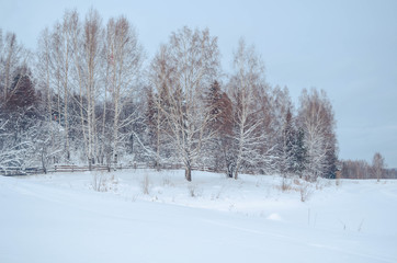 Fototapeta na wymiar Snowy winter landscape with the forest and the sky, the sun. Winter forest trees in white snow. Frosty sunny day. New year Christmas in Siberia. Walk through the beautiful winter forest.