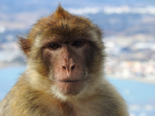 Wild Barbary Macaque on Gibralter
