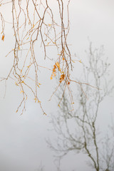 Reflection of tree branches on water