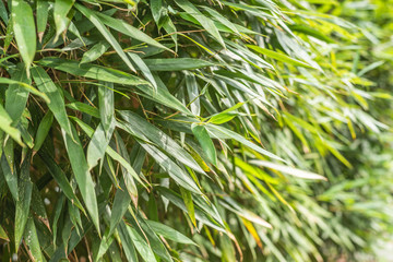 green bamboo in the outdoor