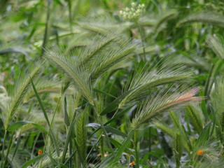 ears of wheat on a background
