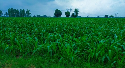 Countryside green Crops