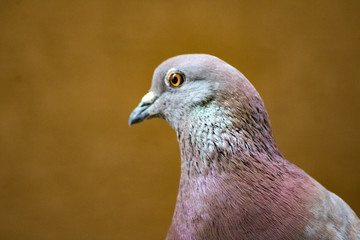 portrait of a pigeon