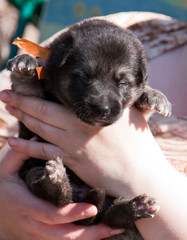Little puppy of breed East European Shepherd in her arms