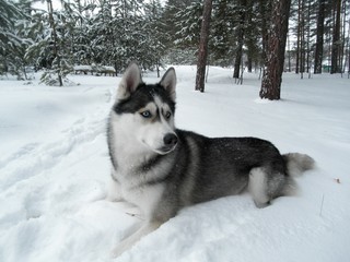 Siberian Husky / wolf in the winter pine forest. Winter snowy landscape