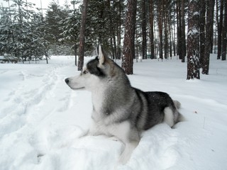 Siberian Husky / wolf in the winter pine forest. Winter snowy landscape