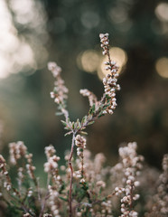 flowers in spring