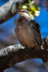 The chalk-browed mockingbird (Mimus saturninus). Light and Composition in birds portrait.