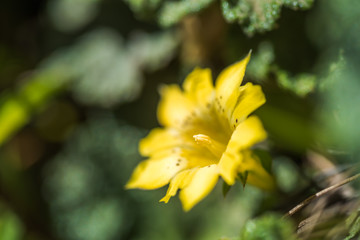 native species of yellow Gentiana flowers